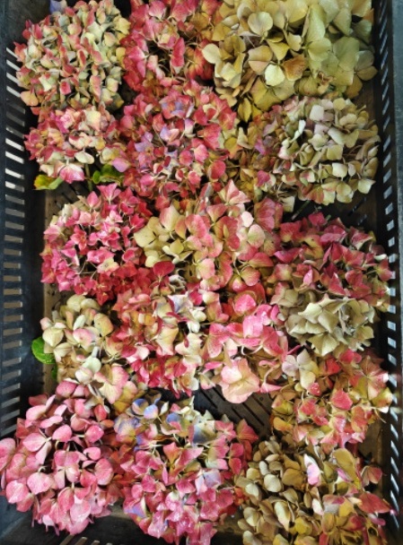 Gedroogde hortensia's in een oogstkrat