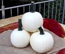 Avalanche F1 PMT Witte halloweenpompoenzaden, 50 zaden Witte kleine pompoenen zaden ca. 2-2.5 kg