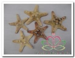 Zeester Phil 5-7 cm Starfish
