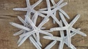 Zeester Finger Starfish 10-15 cm Champagne/Zilver 10 stuks