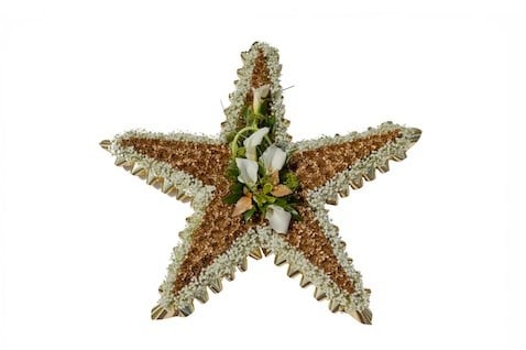 OASIS® Bioline Ster 40 × 40 × 5,5 cm oase voor verse bloemen