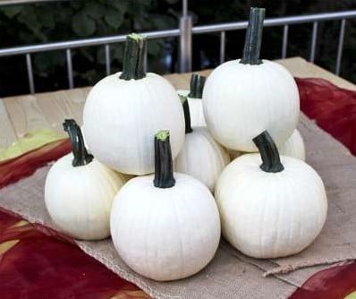Avalanche F1 PMT witte halloweenpompoen 50 zaden