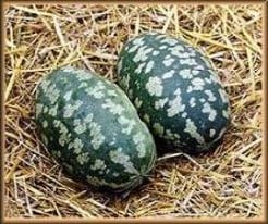 [A-000821] Torino Citrullus Lanatus Pompoen zaden