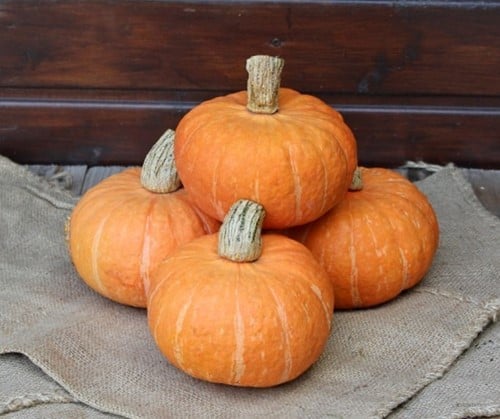 [A-025254-2] Marmelade F1 Kabocha Eetpompoen kleinverpakking