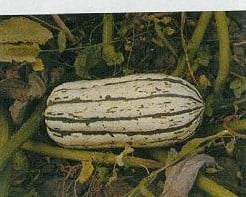 [A-000805] Bush delicata pompoen 50 zaden