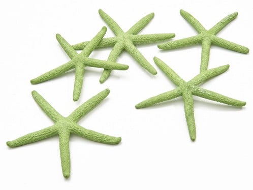 [A-011897] Zeester Starfish Appelgroen 10-15 cm 10 stuks