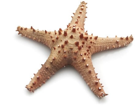 [A-011901] Zeester Long Spine Starfish 20 cm Natural Per stuk