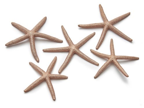 [A-012457] Zeester Finger Starfish 10-15 cm Copper/Koper 10 stuks