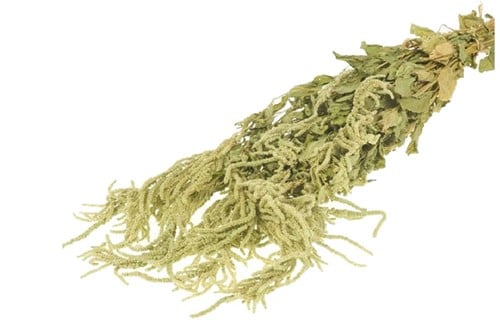 [A-019925] Amaranthus Caudatus Groen Hangende Kattenstaart in hoes