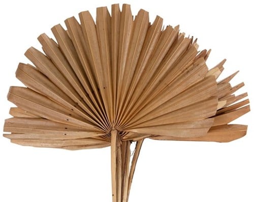[A-020056] Sun Spear palmspear groot blad Naturel 37×56 cm 10 stuks