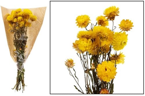 [A-020060] Helichrysum Geel bundel droogbloemen