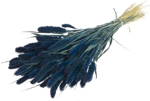 [A-021097] Setaria Trosgierst Siergras Dark Blue