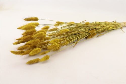[A-022119] Lagurus Ovatus Pluimgras Graspluimen in hoes Geel 100 gram 