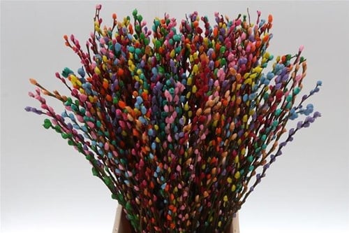 [A-027465] Katjeswilg Gekleurde Wilgenkatjes Salix Rainbow bundel 10 stuks
