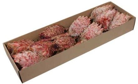 [A-026084] Protea Barbigera Medium Naturel Rood doos 10 stuks