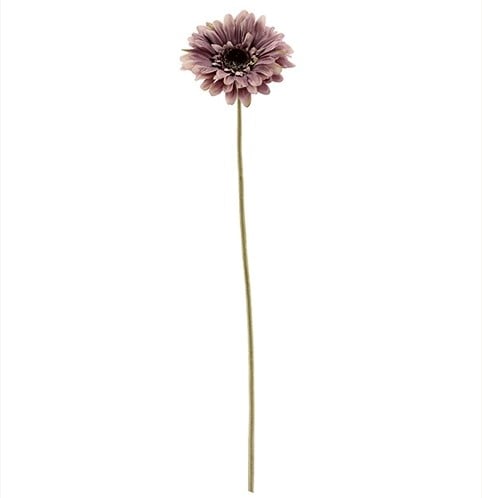 [A-023772] Gerbera Dry Colour Mauve Zijden 53 cm per stuk