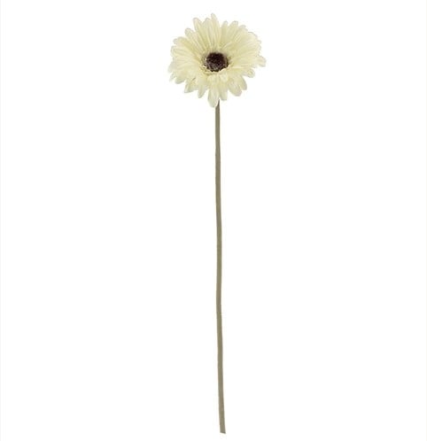 [A-023774] Gerbera Dry Colour Cream Zijden 53 cm per stuk