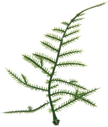 [A-024122] Asparagus Plastic blad zak 100 stuks