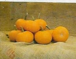 [A-017979] Little October Pompoen basiseenheid zaden