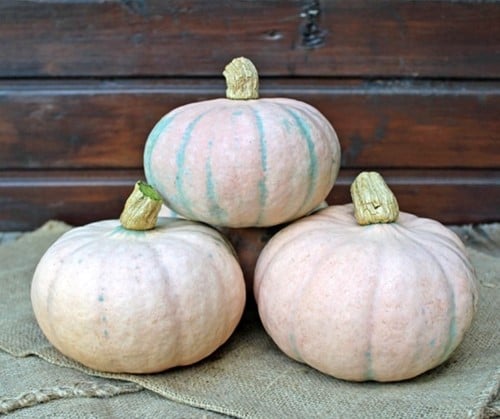 [A-025258-2] Winter Blush F1 Roze eetpompoen kleinverpakking zaden