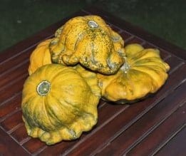 [A-015330] Gelber Englischer Custard pompoen 50 zaden