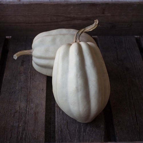 [A-017354] Mashed Potato F1 Mashed Potato F1 zaden