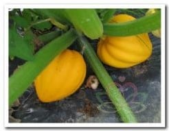 [A-017925] Table Goud Acorn Squash Pompoen basiseenheid zaden