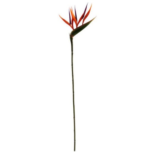 [A-028055] Strelitia Paradijsvogelbloem Oranje 66 cm per stuk